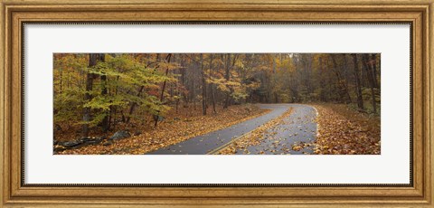 Framed Road passing through autumn forest, Great Smoky Mountains National Park, Cherokee, North Carolina, USA Print