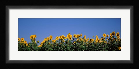 Framed Sunflowers in a field, Marion County, Illinois, USA (Helianthus annuus) Print