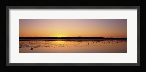 Framed Pelicans and other wading birds at sunset, J.N. Ding Darling National Wildlife Refuge, Sanibel Island, Florida, USA Print