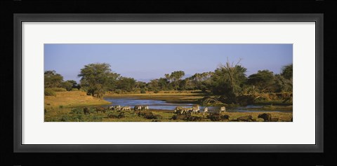Framed Grevy's zebra and African buffalo's grazing on a landscape, Samburu, Kenya Print