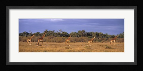Framed View Of A Group Of Giraffes In The Wild, Maasai Mara, Kenya Print