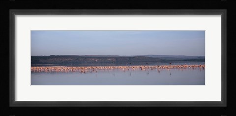 Framed Africa, Kenya, Lake Nakuru National Park, Lake Nakuru, Flamingo birds in the lake Print