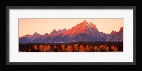 Framed Aspens, Teton Range, Grand Teton National Park, Wyoming, USA Print