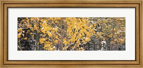 Framed Aspen trees in autumn, Grand Teton National Park, Wyoming, USA Print