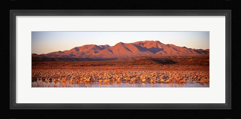Framed Sandhill Crane, Bosque Del Apache, New Mexico, USA Print