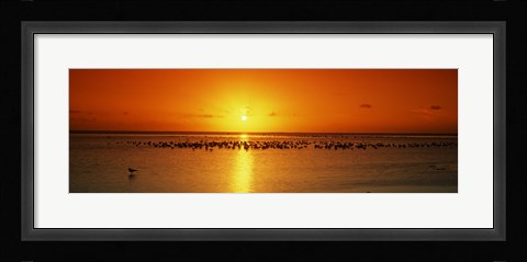 Framed Flock of seagulls on the beach at sunset, South Padre Island, Texas, USA Print