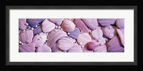 Framed Close-up of seashells Print