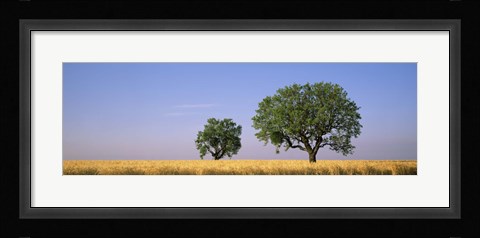 Framed Two almond trees in wheat field, Plateau De Valensole, France Print