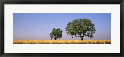 Framed Two almond trees in wheat field, Plateau De Valensole, France Print