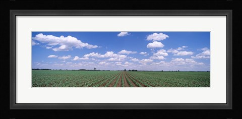 Framed Cornfield, Marion County, Illinois, USA Print