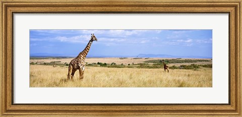 Framed Giraffe, Maasai Mara, Kenya Print