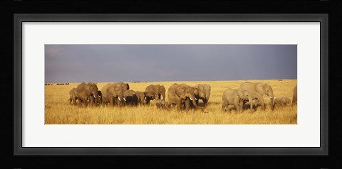 Framed Elephants on the Grasslands, Masai Mara National Reserve, Kenya Print