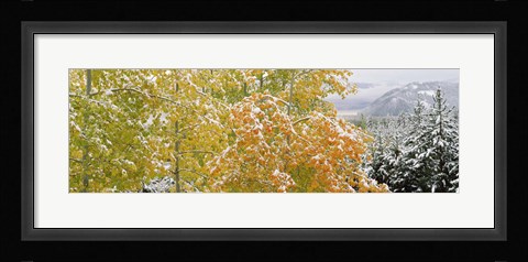 Framed Trees in a forest, Grand Teton National Park, Wyoming, USA Print