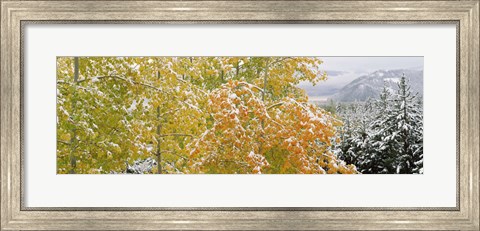 Framed Trees in a forest, Grand Teton National Park, Wyoming, USA Print