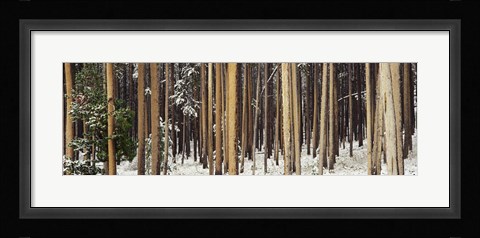 Framed Lodgepole Pines and Snow Grand Teton National Park WY Print