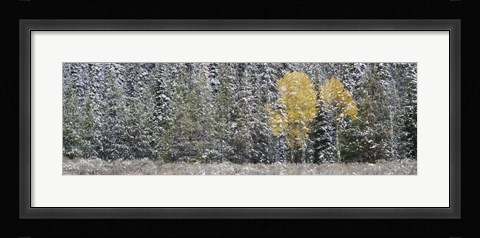 Framed Pine Trees In A Forest, Grand Teton National Park, Wyoming, USA Print