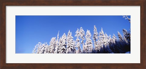 Framed Pine Trees in Winter, Oregon Print
