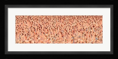 Framed Lesser flamingos Print