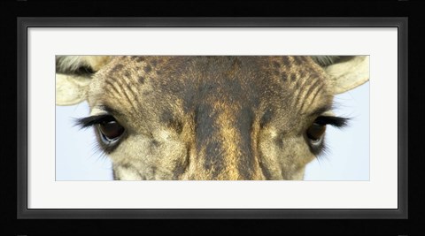 Framed Close-up of a Maasai giraffes eyes Print