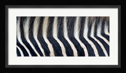 Framed Close-up of a Greveys zebra stripes and mane Print