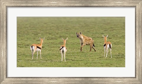 Framed Three Gazelle fawns (Gazella thomsoni) and a Spotted hyena (Crocuta crocuta) in a field, Ngorongoro Conservation Area, Tanzania Print