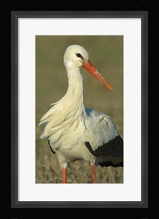 Framed Close-up of an European white stork, Ngorongoro Conservation Area, Arusha Region, Tanzania (Ciconia ciconia) Print