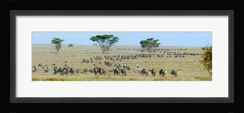 Framed Herd of wildebeest and zebras in a field, Ngorongoro Conservation Area, Arusha Region, Tanzania Print