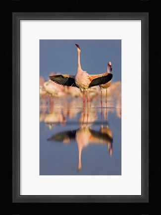 Framed Lesser flamingo wading in water, Lake Nakuru, Kenya (Phoenicopterus minor) Print