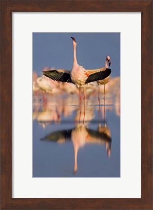 Framed Lesser flamingo wading in water, Lake Nakuru, Kenya (Phoenicopterus minor) Print