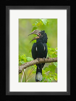 Framed Silvery-cheeked hornbill perching on a branch, Lake Manyara, Arusha Region, Tanzania Print