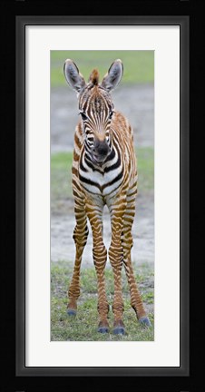 Framed Young zebra, Ngorongoro Conservation Area, Arusha Region, Tanzania Print