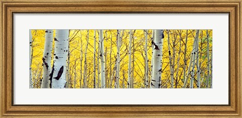 Framed Aspen trees in a forest Print