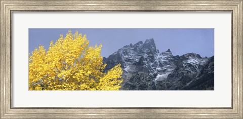 Framed Aspen tree with mountains in background, Mt Teewinot, Grand Teton National Park, Wyoming, USA Print