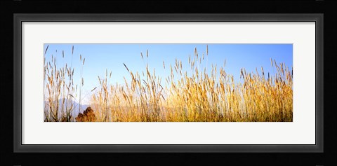 Framed Tall grass in a national park, Grand Teton National Park, Wyoming, USA Print