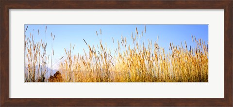 Framed Tall grass in a national park, Grand Teton National Park, Wyoming, USA Print