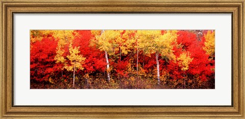 Framed Aspen and Black Hawthorn trees in a forest, Grand Teton National Park, Wyoming Print