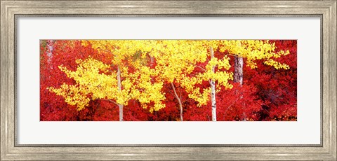 Framed Autumn in a forest, Grand Teton National Park, Wyoming Print