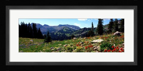 Framed Wildflowers in a field, Rendezvous Mountain, Teton Range, Grand Teton National Park, Wyoming, USA Print