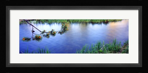 Framed Lodgepole Pine (Pinus contorta) branch near a river, Cottonwood Creek, Grand Teton National Park, Wyoming, USA Print