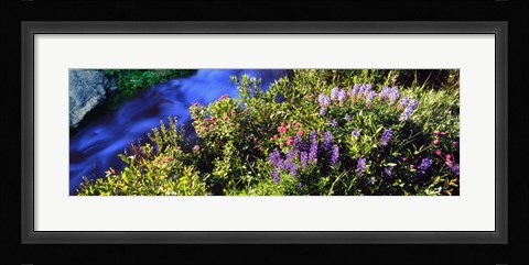 Framed High angle view of Lupine and Spirea flowers near a stream, Grand Teton National Park, Wyoming, USA Print