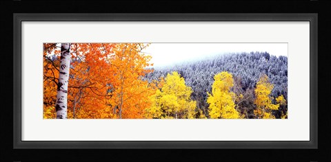 Framed Aspen trees in a forest, Blacktail Butte, Grand Teton National Park, Wyoming, USA Print
