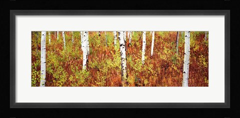 Framed Aspen trees in a forest, Shadow Mountain, Grand Teton National Park, Wyoming, USA Print