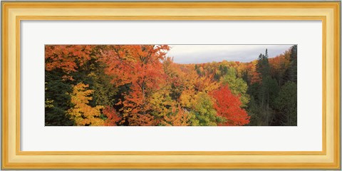 Framed Autumnal trees in a forest, Hiawatha National Forest, Upper Peninsula, Michigan, USA Print