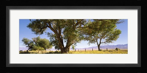 Framed Cottonwood trees in a field, Owens Valley, California, USA Print