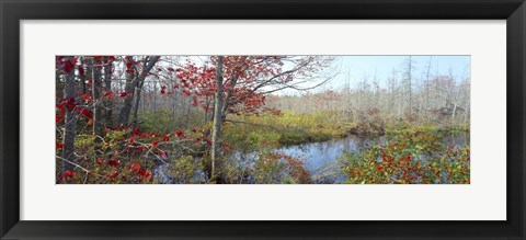 Framed Trees in a forest, Damariscotta, Lincoln County, Maine, USA Print