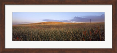 Framed Tall grass in a field, High Plains, Cheyenne, Wyoming, USA Print