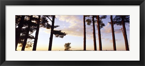 Framed Low angle view of pine trees, Iowa County, Wisconsin, USA Print