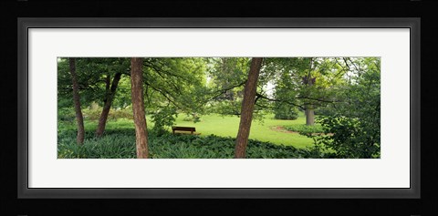 Framed Trees in a park, Adams Park, Wheaton, Illinois, USA Print