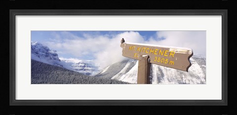Framed Clark's Nutcracker (Nucifraga columbiana) perching on mountain sign, Mt. Kitchener, Jasper National Park, Alberta, Canada Print