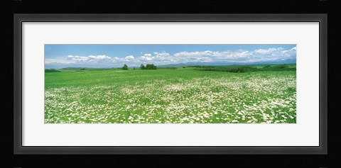 Framed Meadow flowers, Daisy field Print